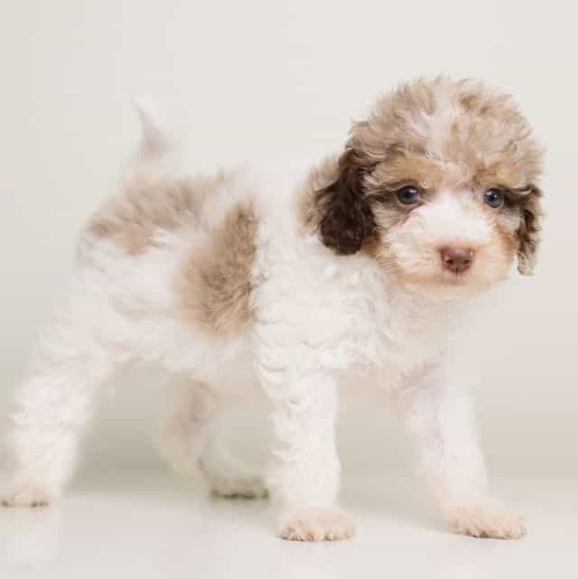 LOKI — WHITE TR - Toy Poodle Male