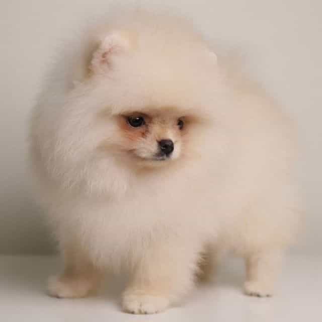 Reina – Tiny Te - Pomeranian Female