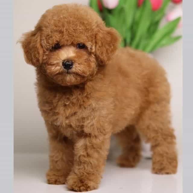 Simba - Toy Poodle Male