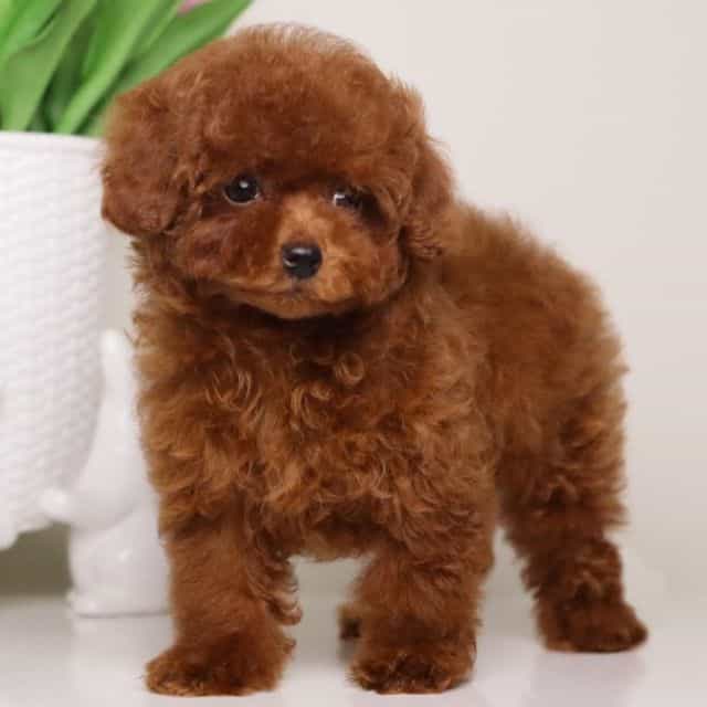 Teacup Toy Mei - Toy Poodle Female