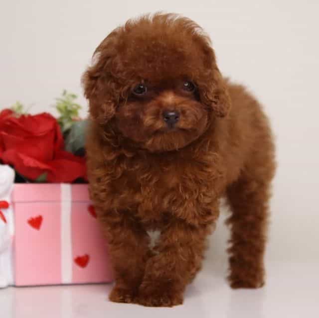 MING – MAHOGANY - Toy Poodle Female