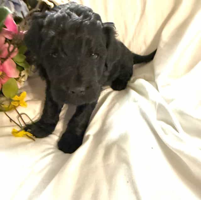 Onyx - Labradoodle Female