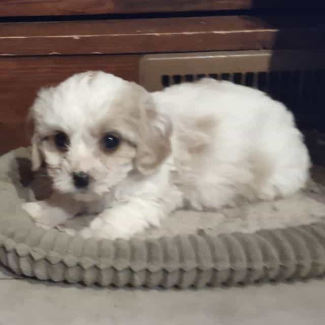 Theo - Cavapoo Male