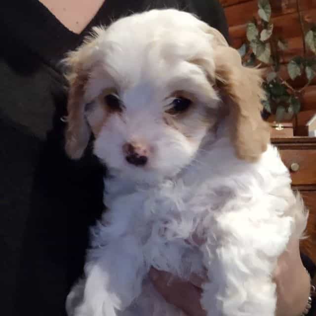 Daisy - Cavapoo Female