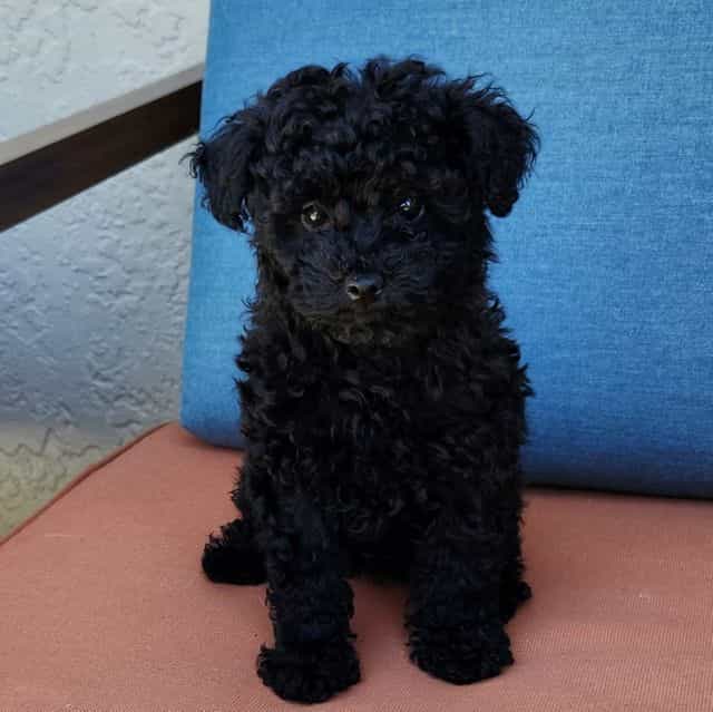 Cali - Toy Poodle Female