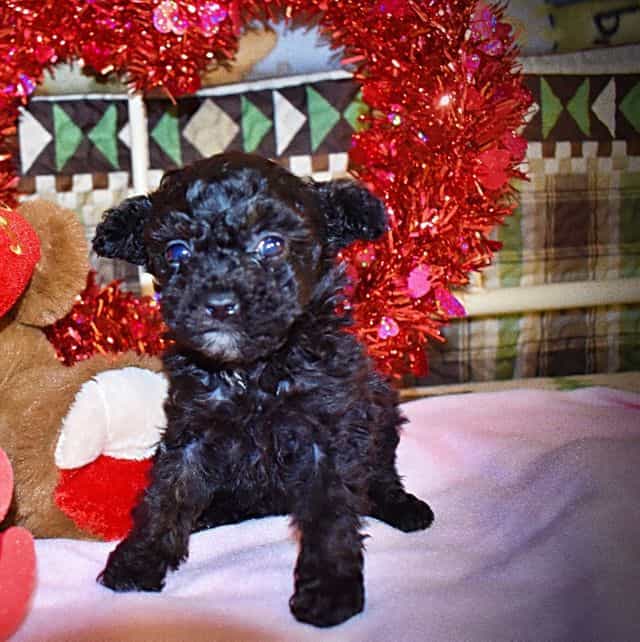 Kissy - Toy Poodle Female
