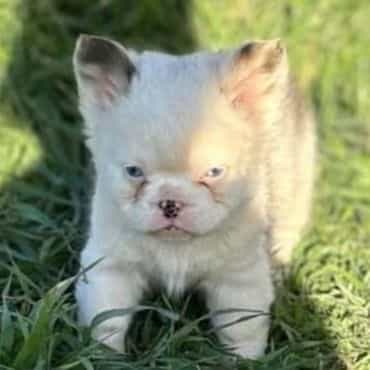 Koi boy - French Bulldog Male