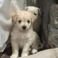 Clover - Goldendoodle Male