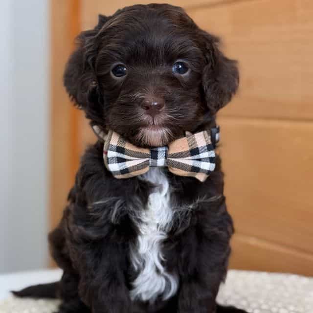 L-Blue Boy - Goldendoodle Male