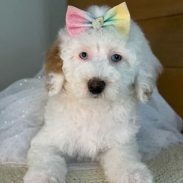 K-Parti Girl - Goldendoodle Female