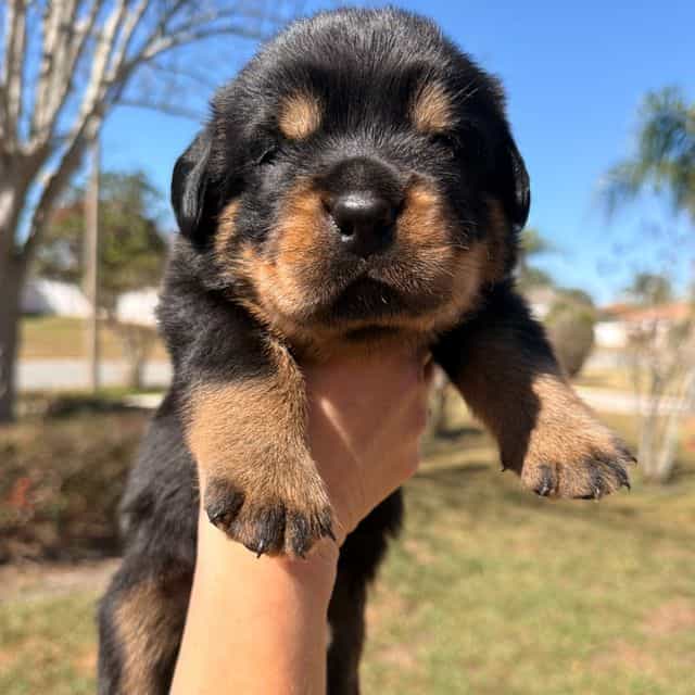 Whiskey - Rottweiler Male