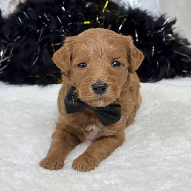 Brinley Black B - Goldendoodle Male