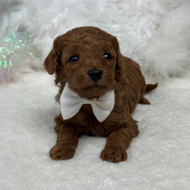 Brinley White B - Goldendoodle Male