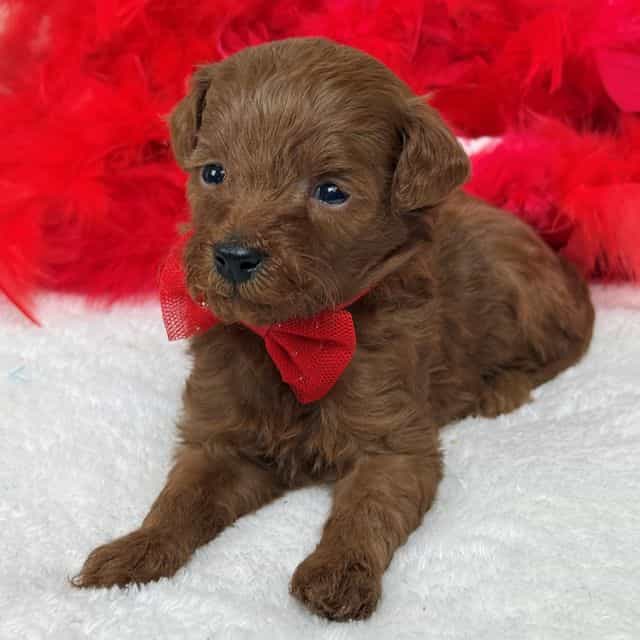 Brinley Red Boy - Goldendoodle Male