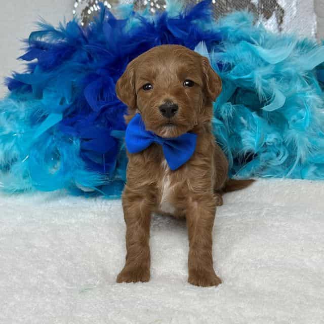 Brinley Blue Bo - Goldendoodle Male