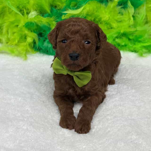 Brinley Green B - Goldendoodle Male