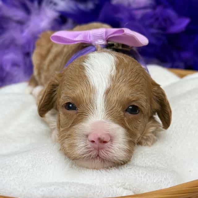 Riley Purple Gi - Cavapoo Female