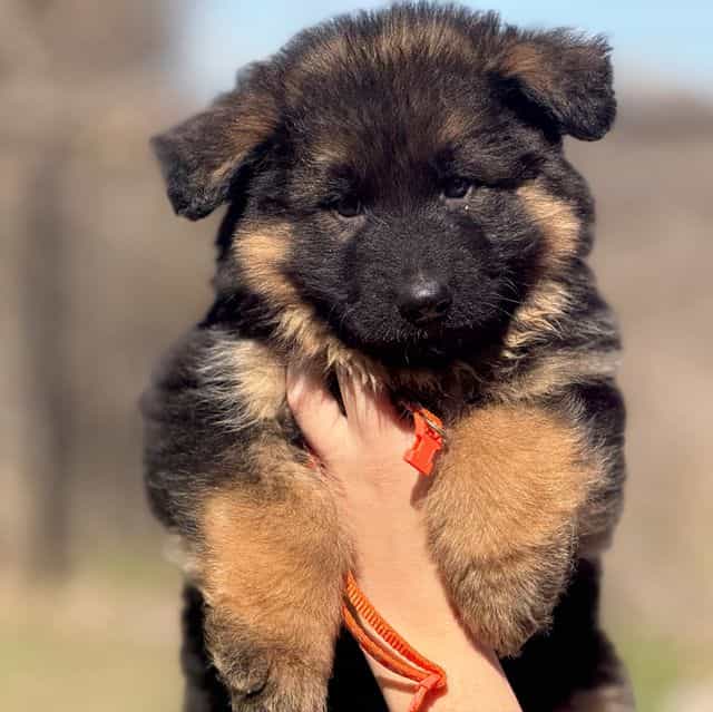 Vlad - German Shepherd Dog Male