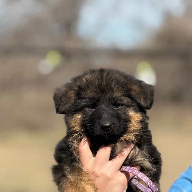 Vivi  - German Shepherd Dog Female
