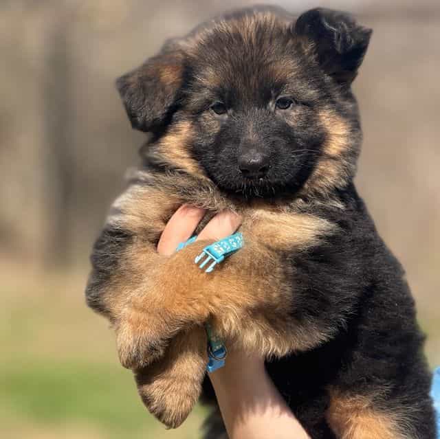 Valkyrie - German Shepherd Dog Female