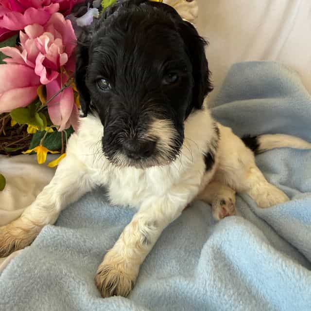 Diesel - Labradoodle Male