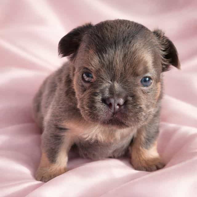 Sterling - French Bulldog Female