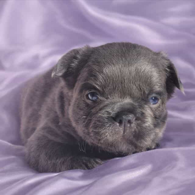 Star - French Bulldog Female