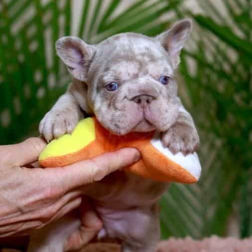 Roxi - French Bulldog Female