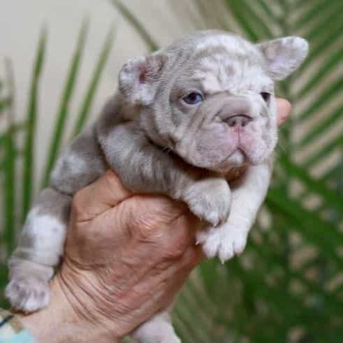 Regina  - French Bulldog Female