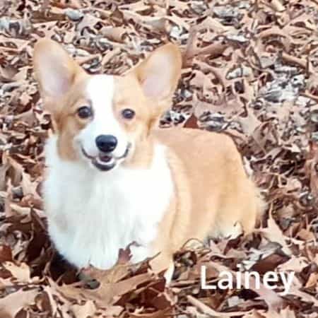 Lainey - Pembroke Welsh Corgi Female