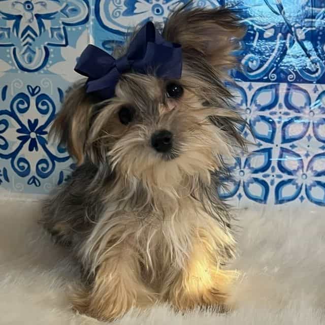 Theo - Morkie Male