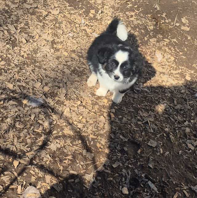 Kentucky - Aussiedoodle Male