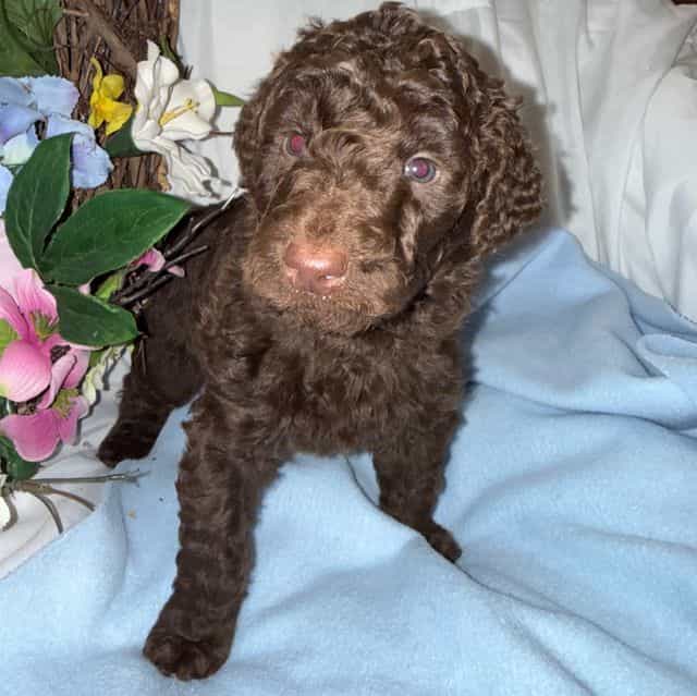 Hershey - Labradoodle Male