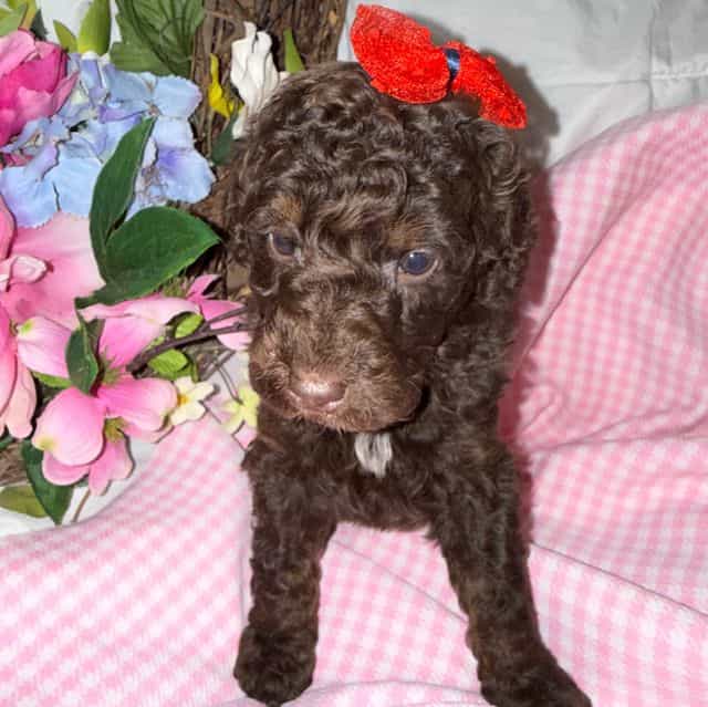 Cocoa - Labradoodle Female