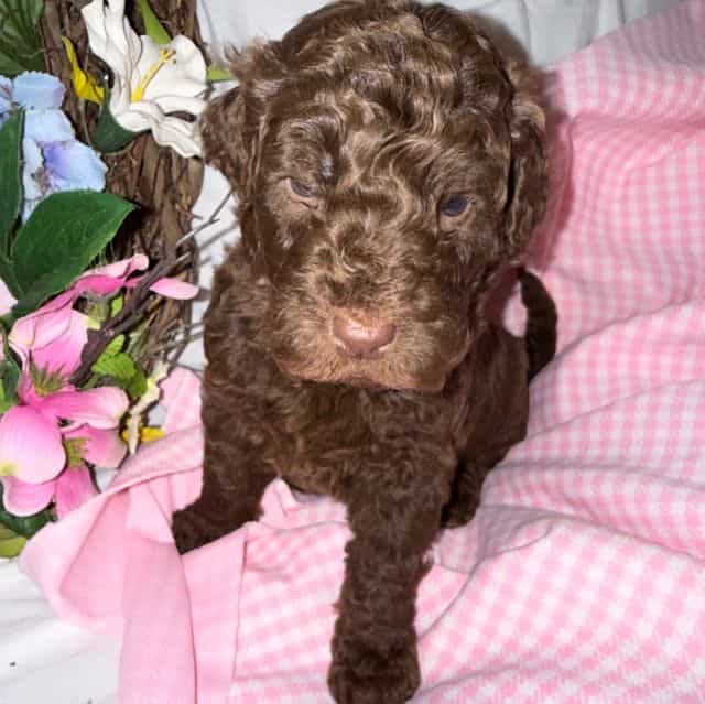 Paris - Labradoodle Female