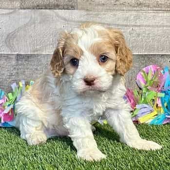 Dion - Cavapoo Male