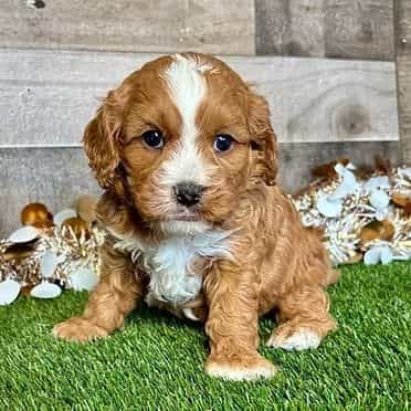 Chase - Cavapoo Male