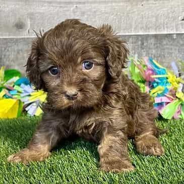Dede - Cavapoo Female