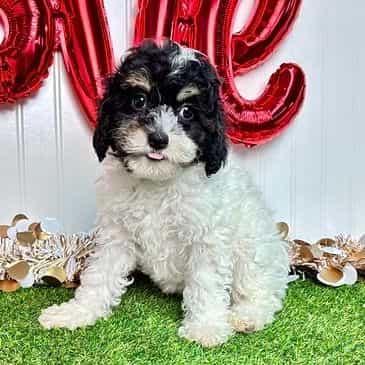 Klaire - Cavapoo Female