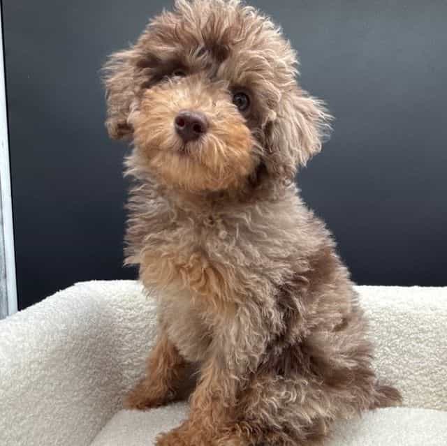 Hondo - Toy Poodle Male