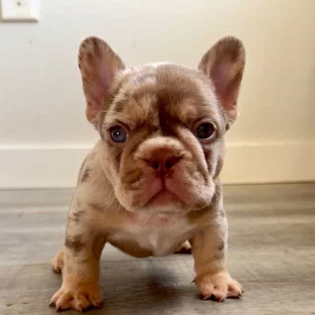 Squirttle - French Bulldog Male