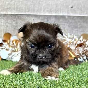 Trucker - Shih Tzu Male
