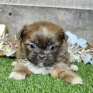 Tia - Shih Tzu Female
