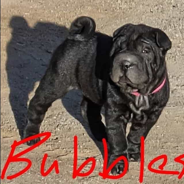 Princess Bubble - Chinese Shar-Pei Female