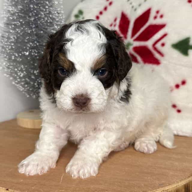 Dasher - Cavapoo Female