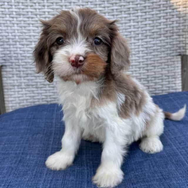 Waffle - Cavapoo Male