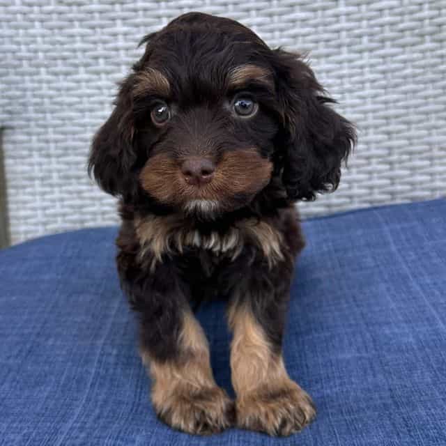 Reeses - Cavapoo Male