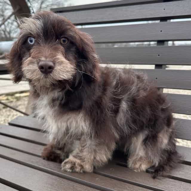 Rosemary - Cavapoo Female