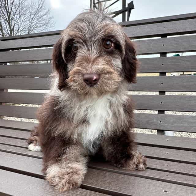 Apple - Cavapoo Female