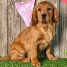 Nellie - Golden Cavalier Female